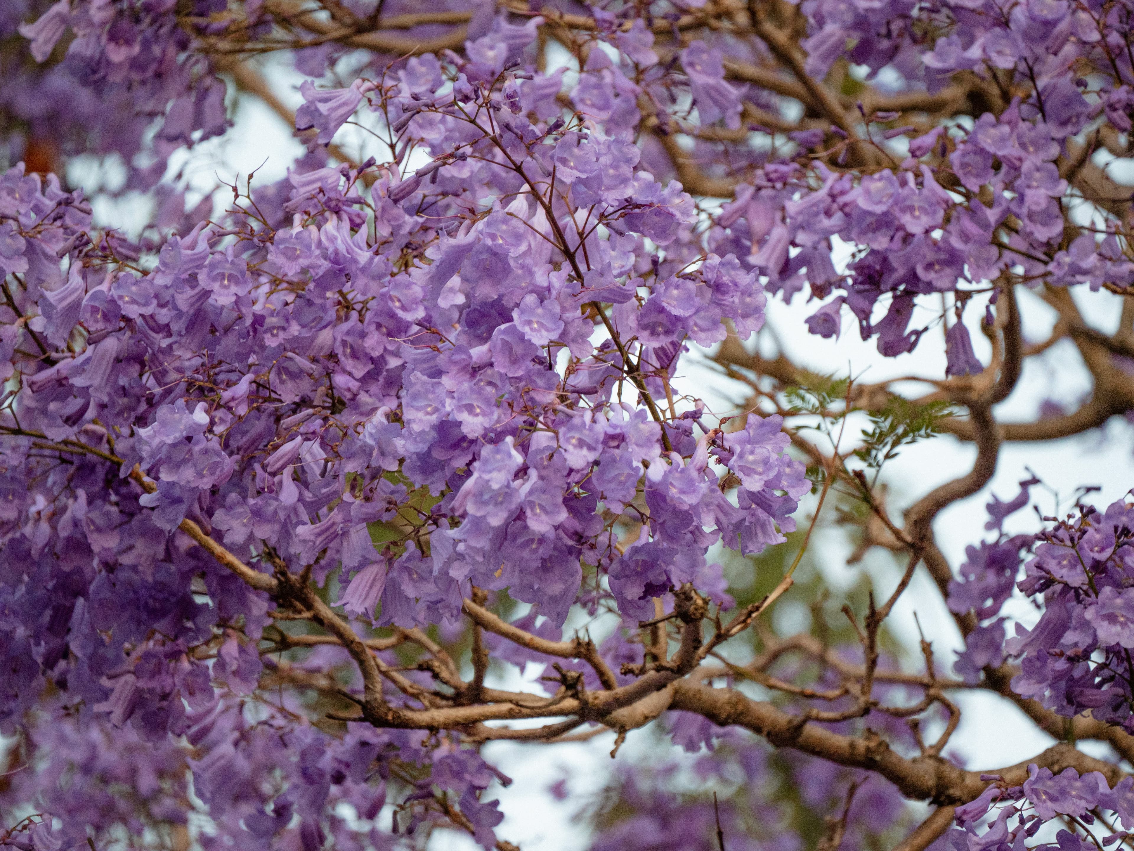 Jacaranda background